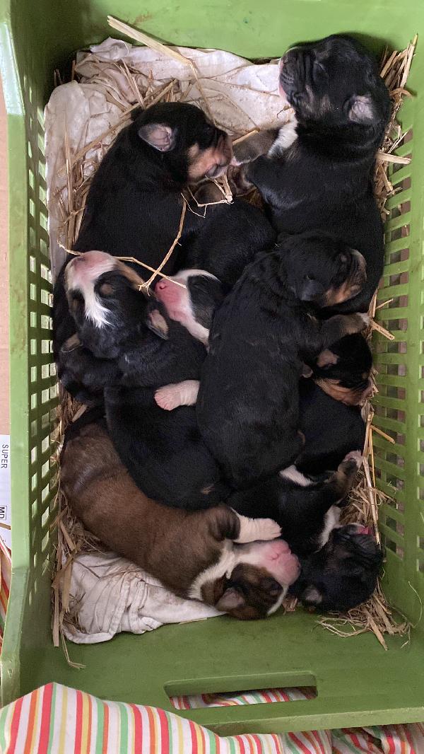 REGALO CUCCIOLI INCROCIO BOVARO DEL BERNESE - media 2